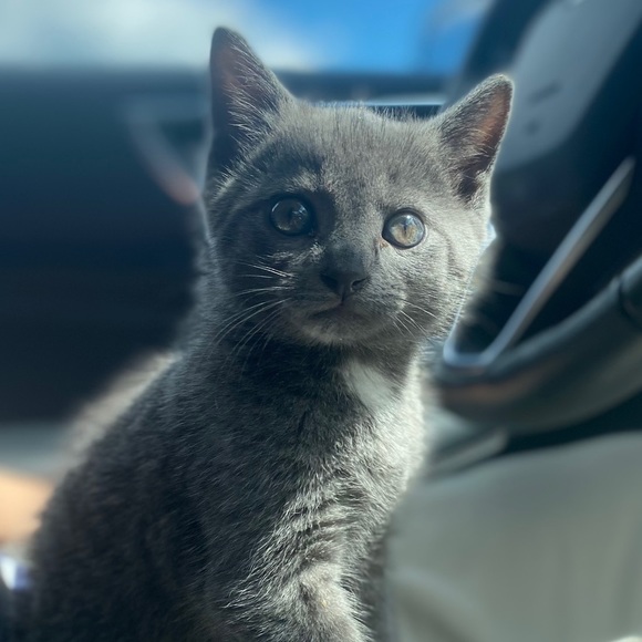 Meet Holly! 💖 - Picture 7 of 7